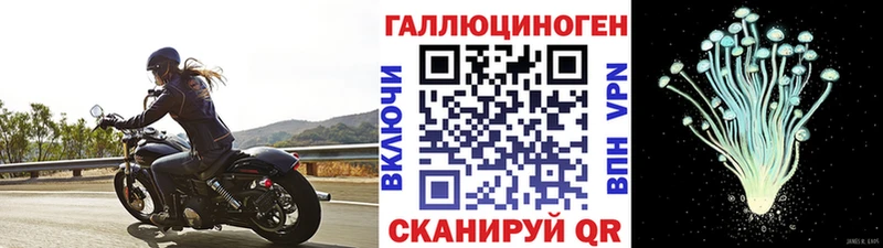 ОМГ ОМГ вход  что такое наркотик  Новозыбков  Галлюциногенные грибы Psilocybine cubensis 
